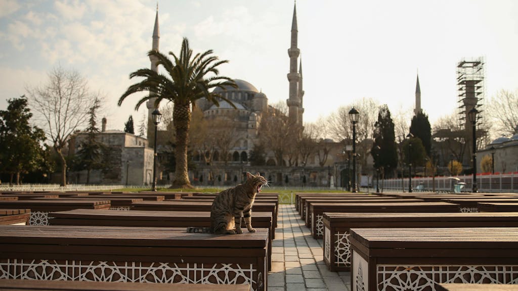Eine Katze sitzt im Garten vor der Blauen Moschee.&nbsp;