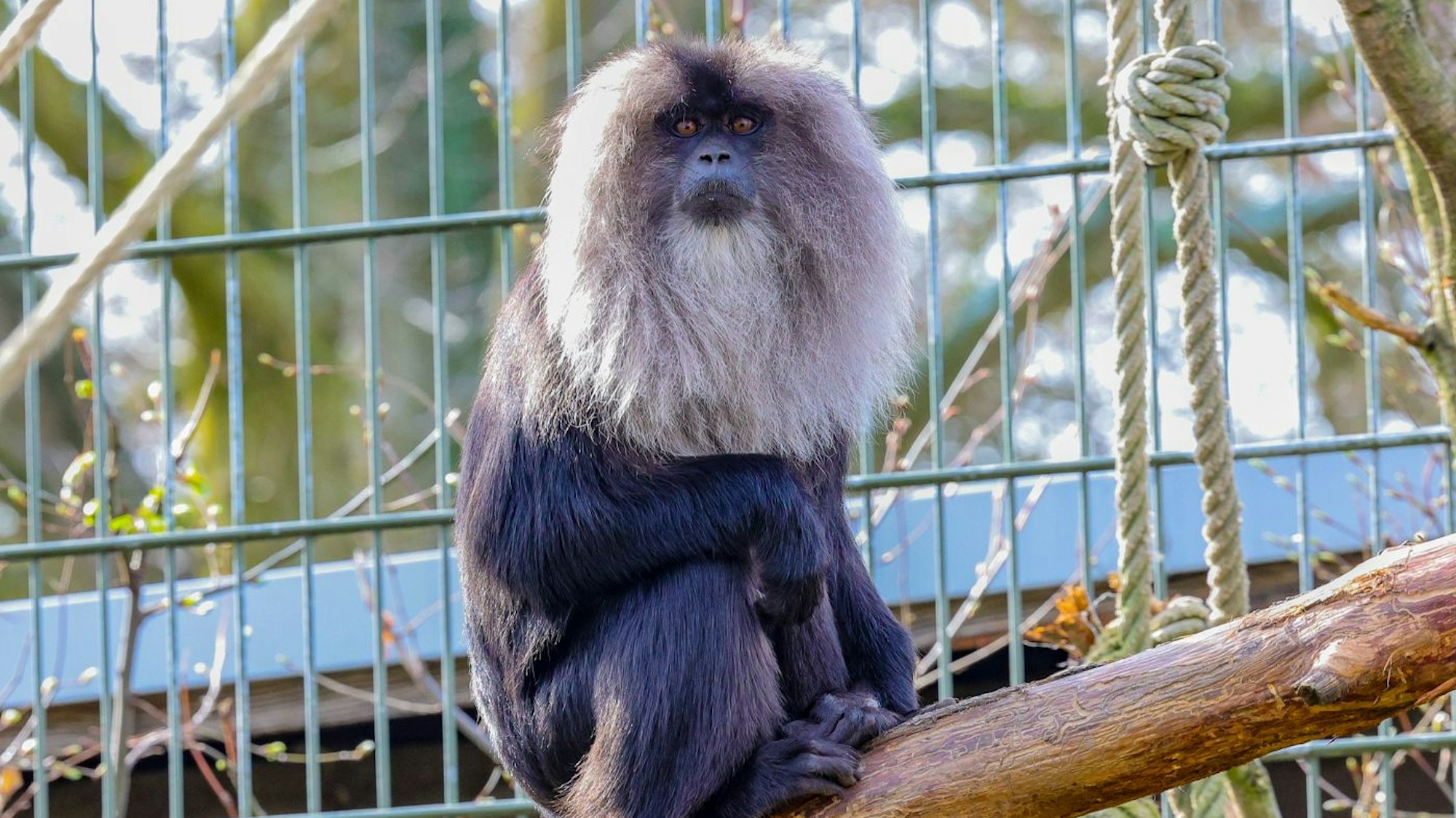 Ein Affenweibchen sitzt auf einem Ast in einem Gehege.
