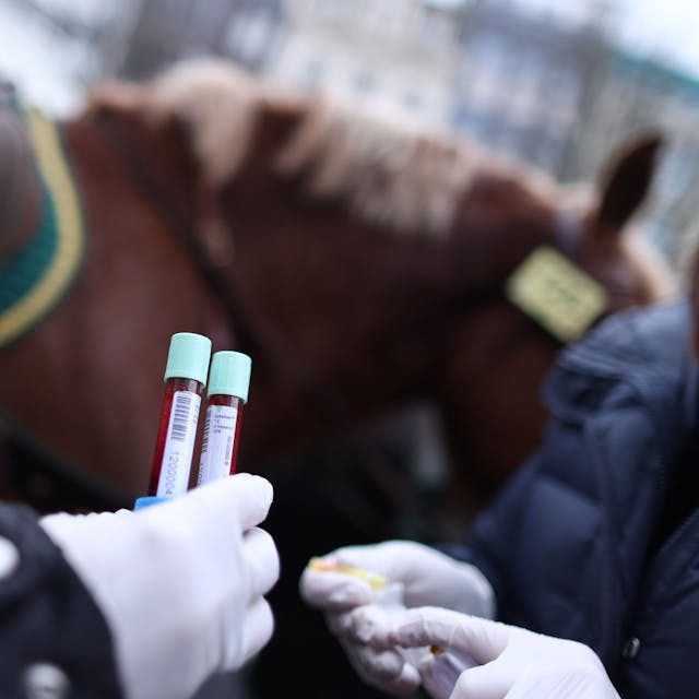 Eine Frau hält zwei Röhrchen mit Blut vor einem Pferd.
