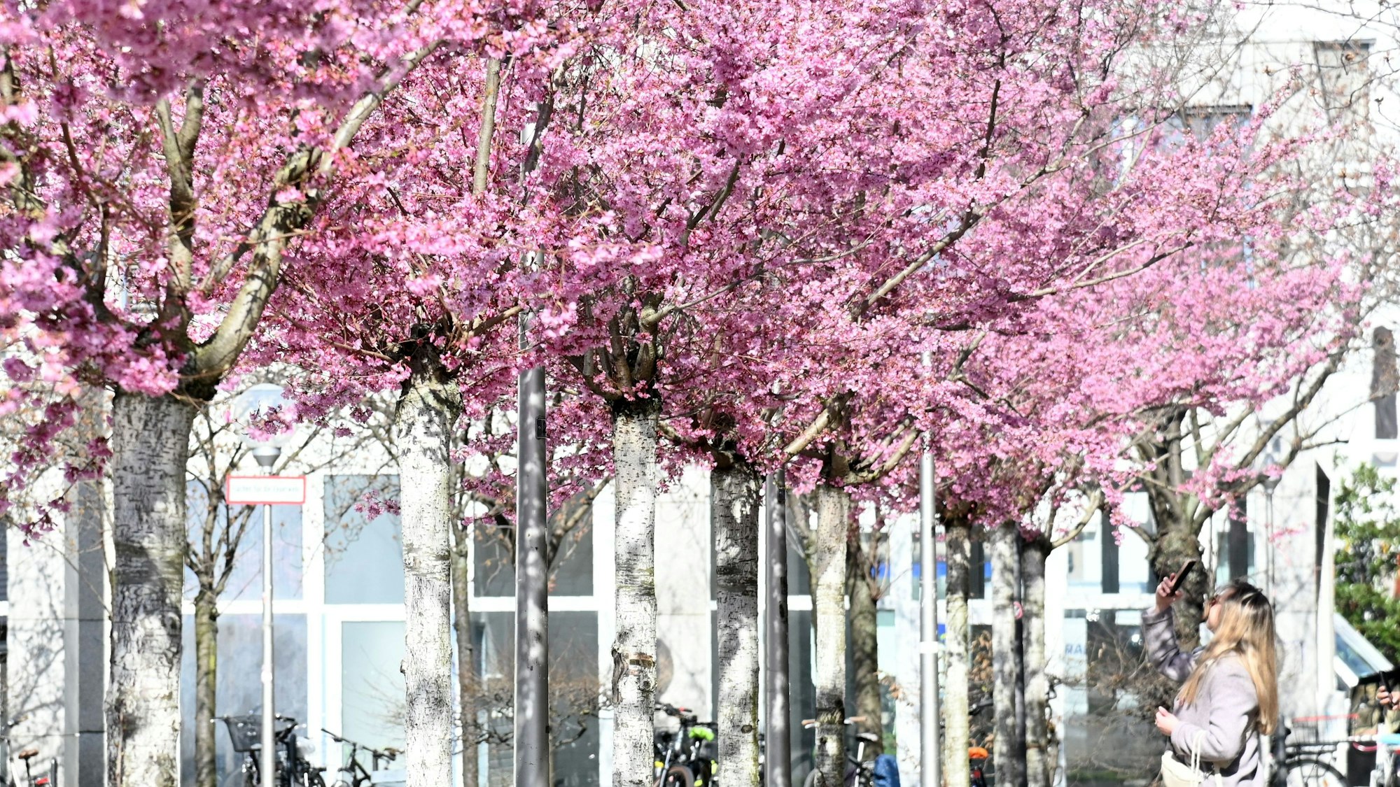 Kirschblütenbäume in Reihe, eine Frau fotografiert mit ihrem Smartphone die Blüten