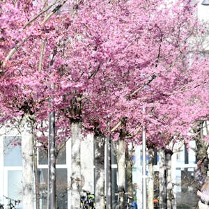 Kirschblütenbäume in Reihe, eine Frau fotografiert mit ihrem Smartphone die Blüten
