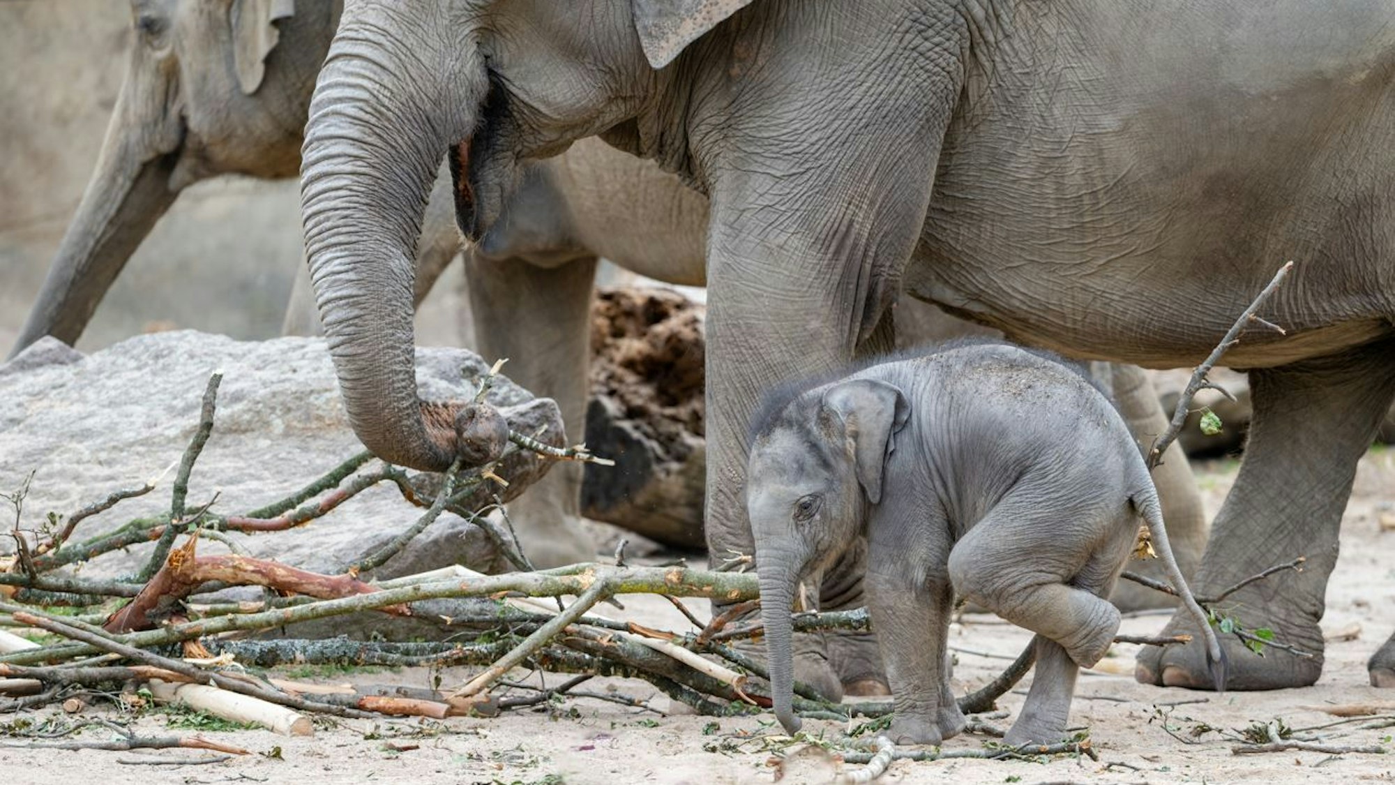 Ein Elefantenbaby steht vor einer Gruppe ausgewachsener Tiere.