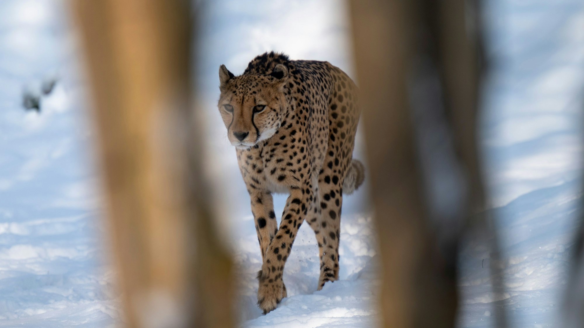 Ein Gepard stapft durch den Schnee.