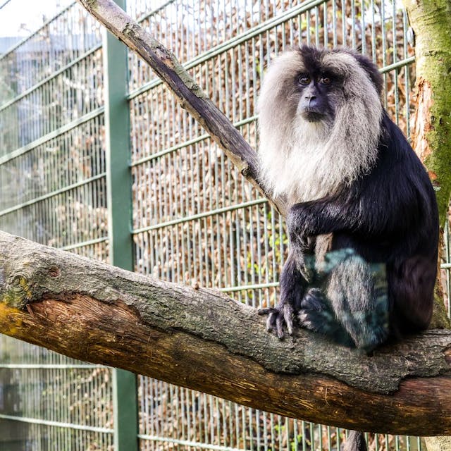 Zwei Weibchen haben nun ihr neues Zuhause im Kölner Zoo.