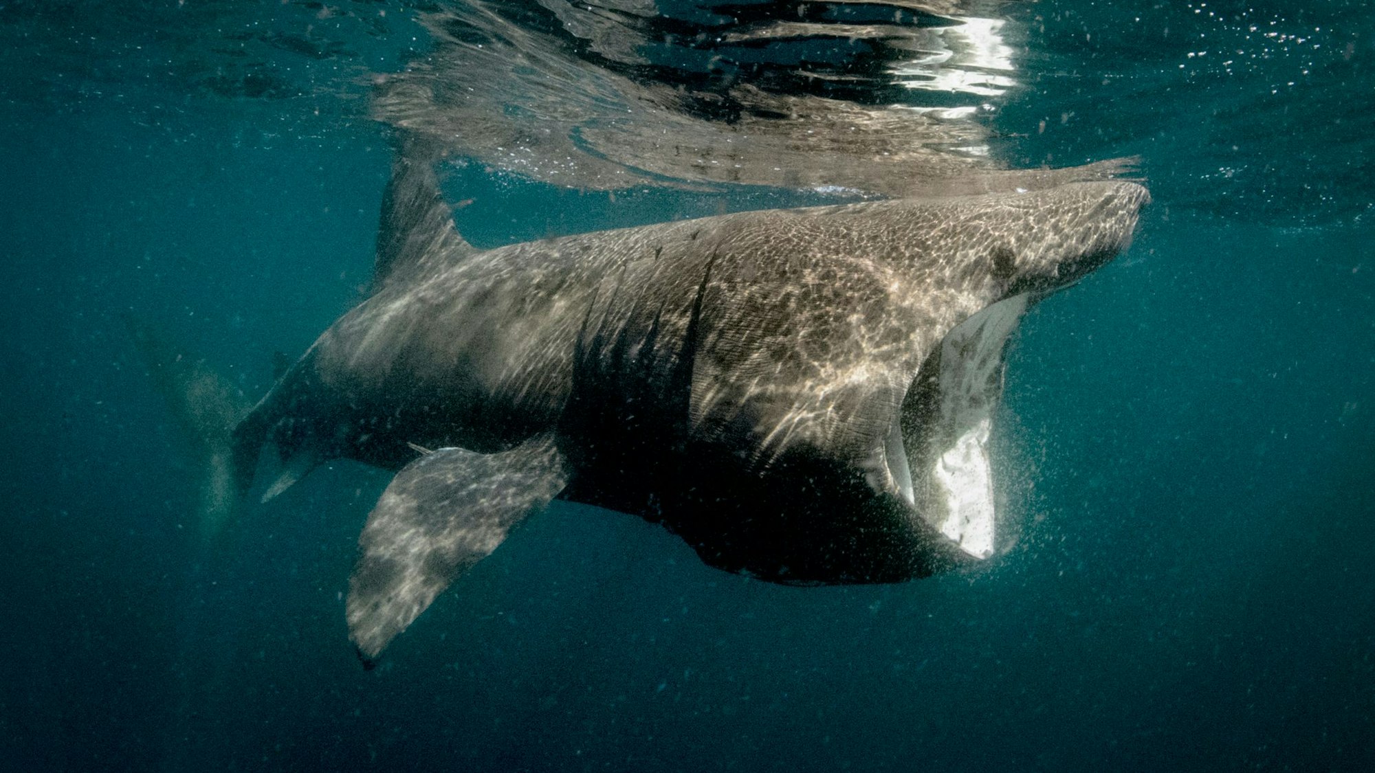 Ein Riesenhai schwimmt mit offenem Maul durchs Meer.
