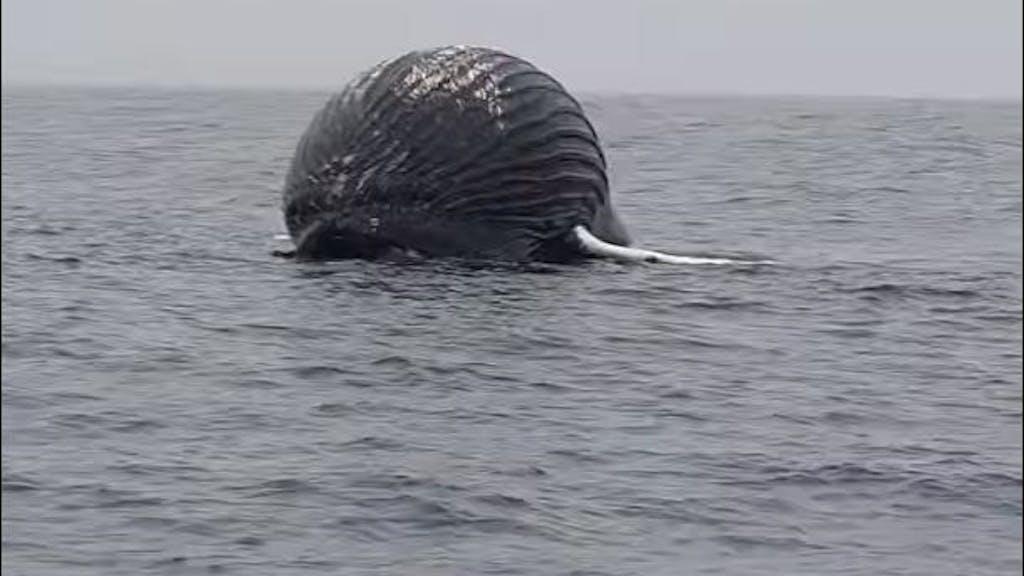Der norwegische Fischer Dag Rydland hat auf dem offenen Meer nördlich der Insel Andoya einen riesigen Ballon entdeckt – einen toten Buckelwal. Er filmte den Wal und stellte ihn auf Facebook.