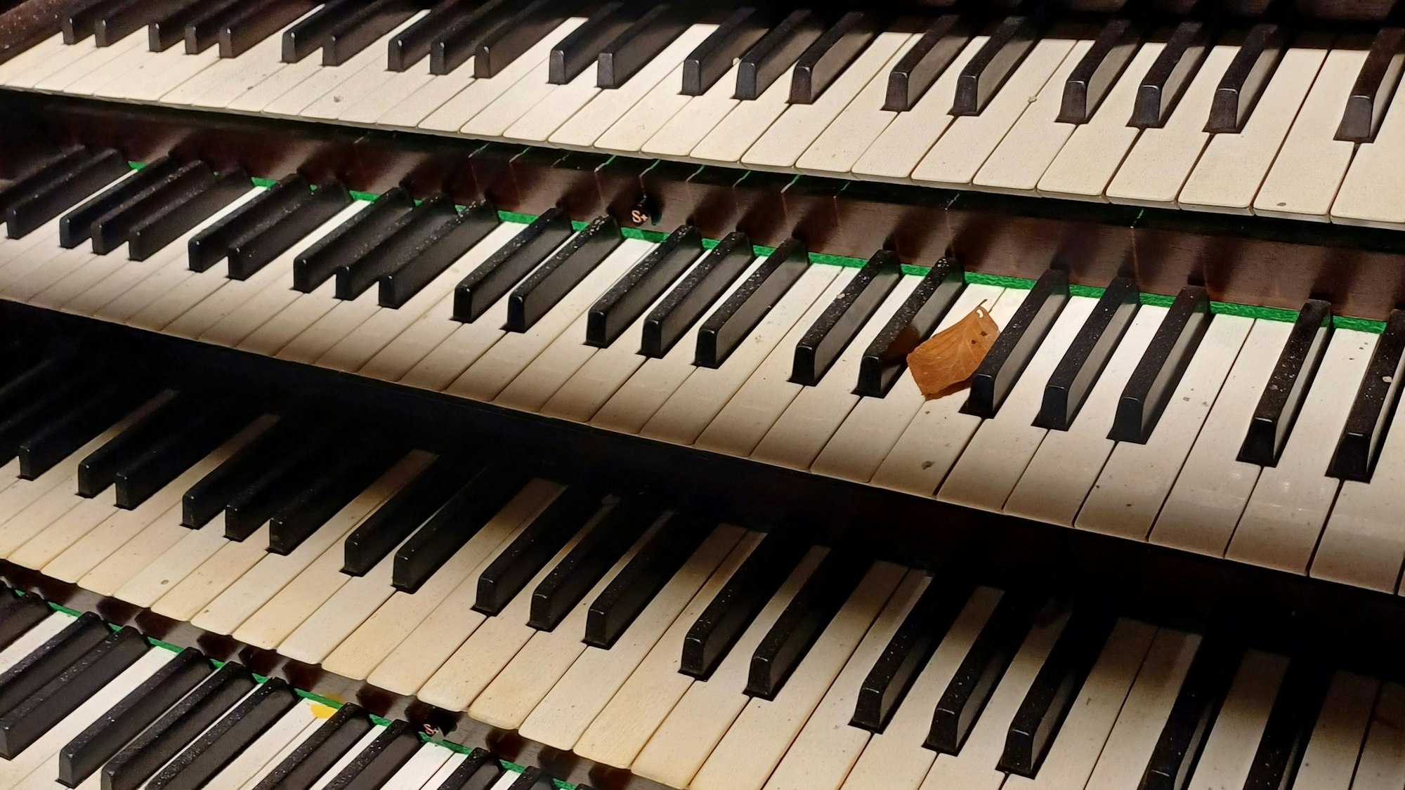 Auf der Tastatur der Orgel liegt Staub und ein trockenes Buchenblatt.