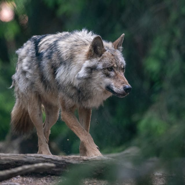 Ein Wolf spaziert im Bayerwald-Tierpark durch das Gehege