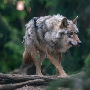Ein Wolf spaziert im Bayerwald-Tierpark durch das Gehege