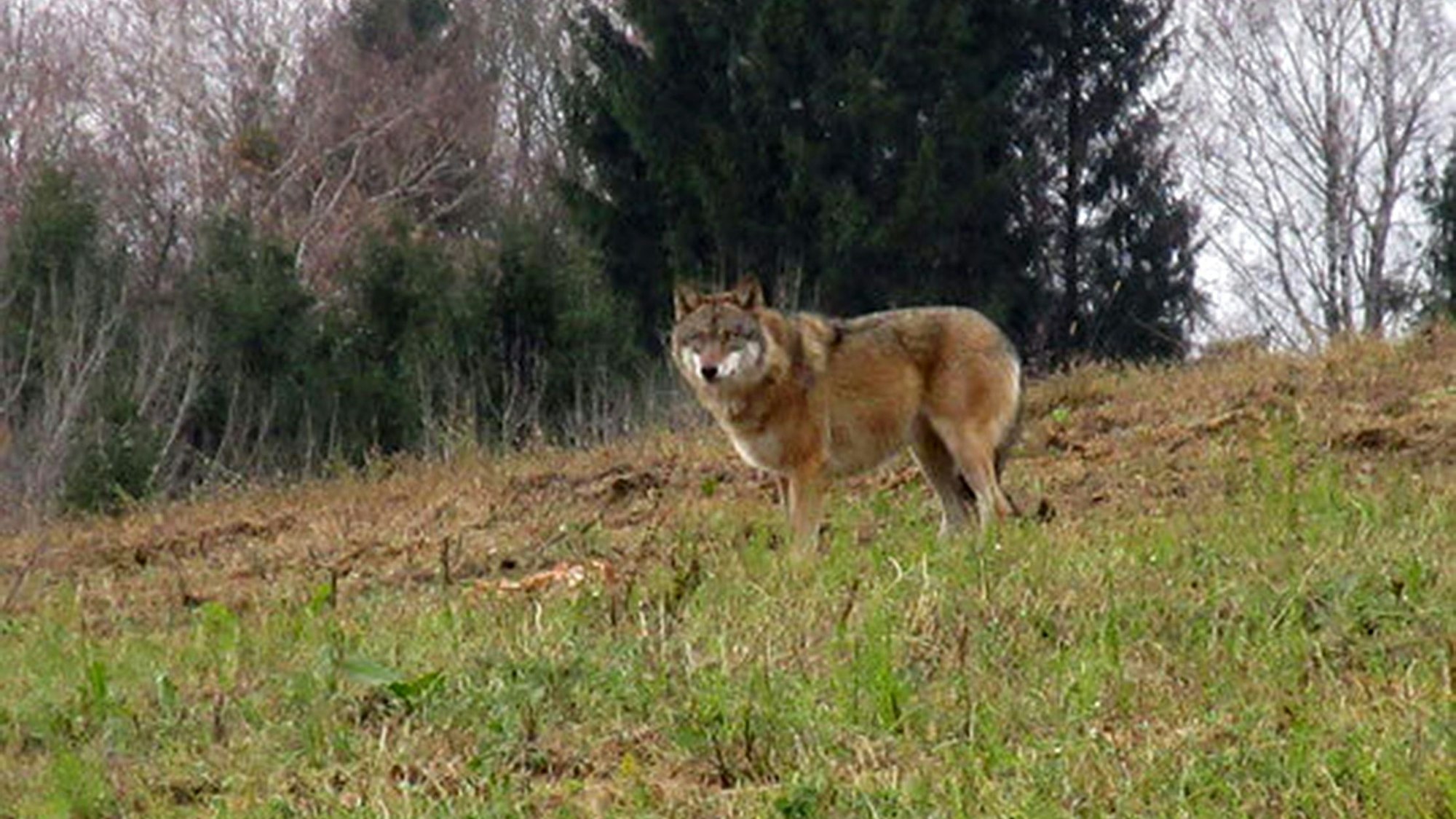 Ein Wolf steht am 20.11.2017 auf einer Wiese bei Bad Kreuzen (Österreich).