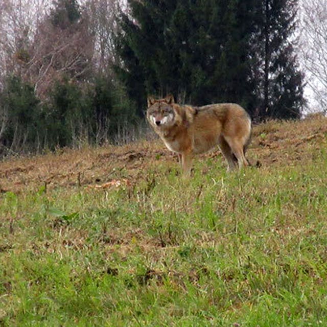 Ein Wolf steht am 20.11.2017 auf einer Wiese bei Bad Kreuzen (Österreich).&nbsp;