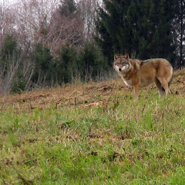 Ein Wolf steht am 20.11.2017 auf einer Wiese bei Bad Kreuzen (Österreich).&nbsp;