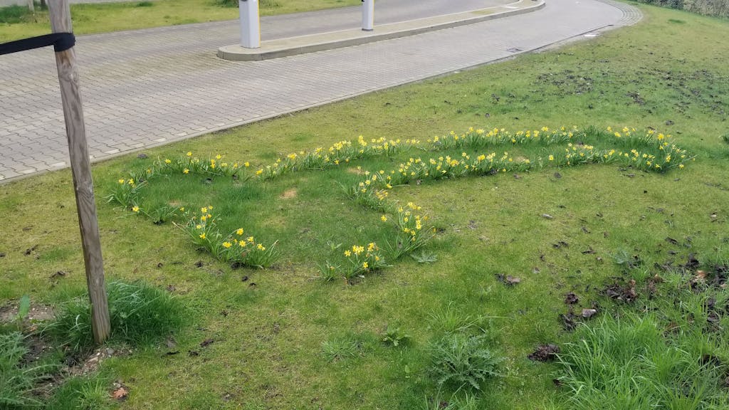 Ein Osterglocken-Beet in Köln. Die Blumen sind in Penisform gepflanzt worden.