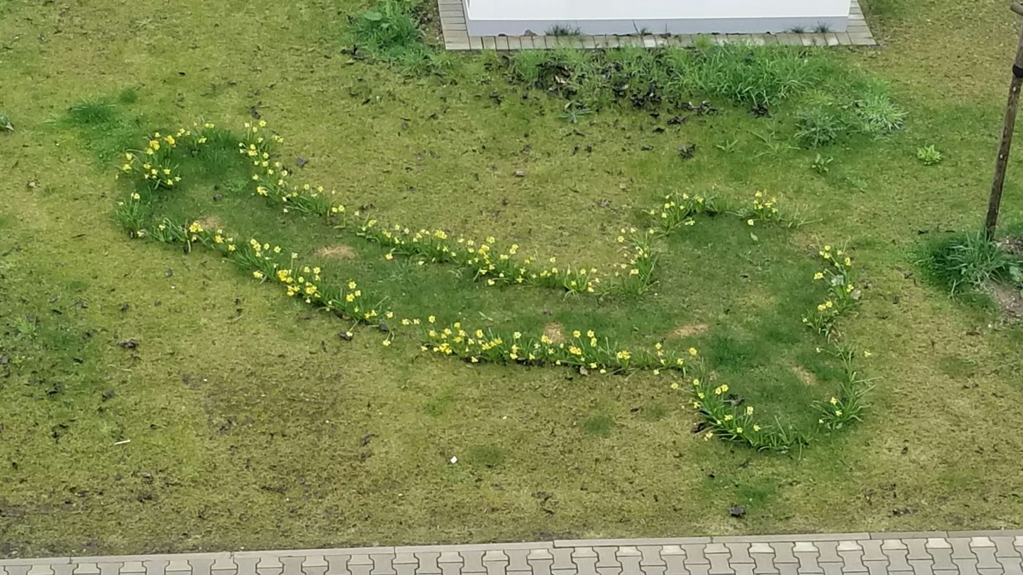 Ein Osterglocken-Beet in Köln. Die Blumen sind in Penisform gepflanzt worden.