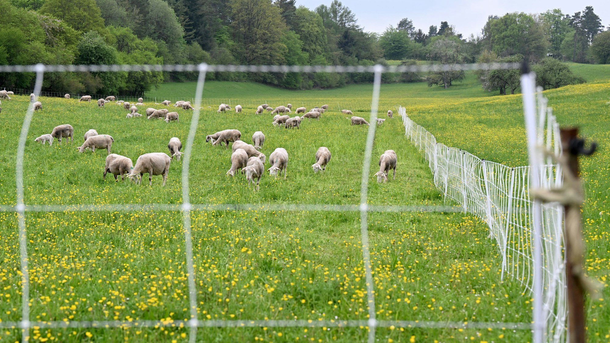 Schafe stehen auf einer Weide, die von einem elektischen Herdenschutzzaun eingezäunt ist.
