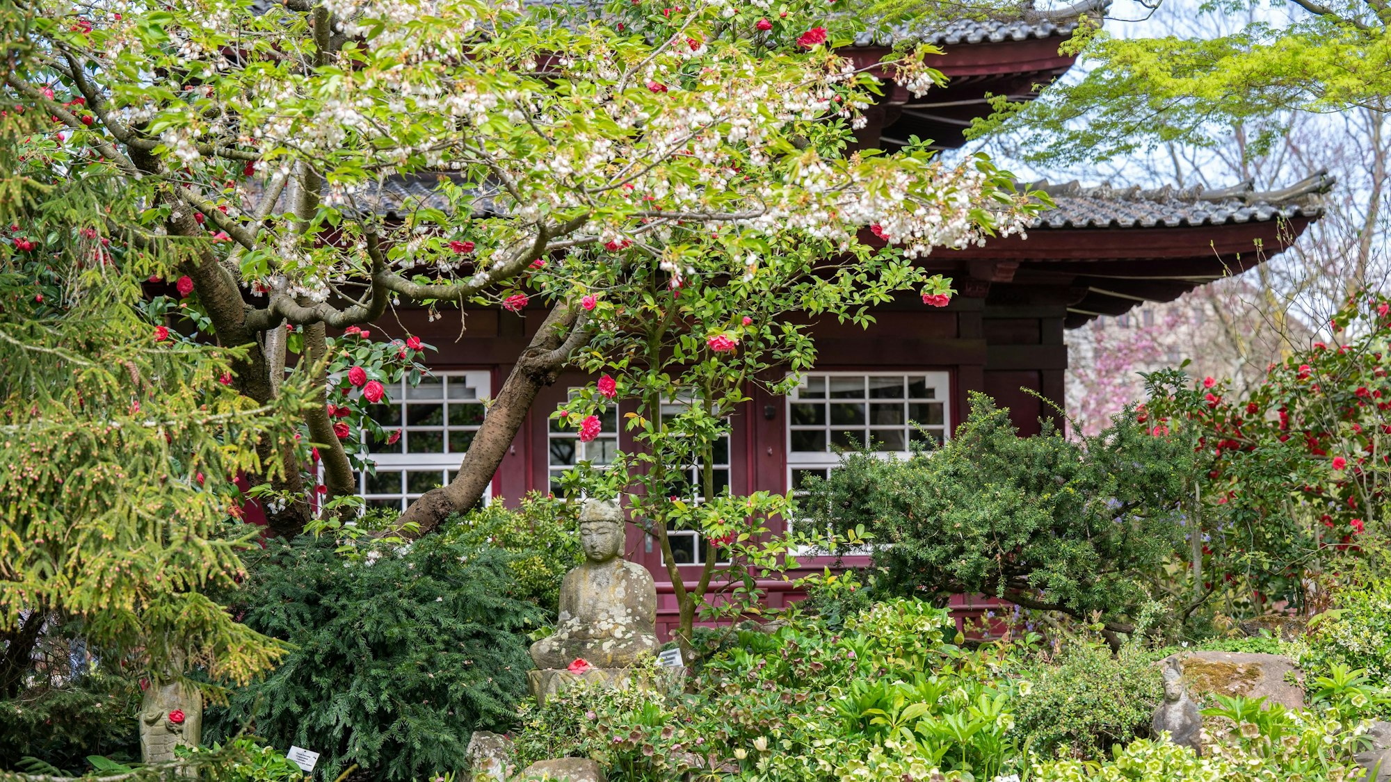 Das Teehaus im Japanischen Garten zwischen blühenden Bäumen und Sträuchern.