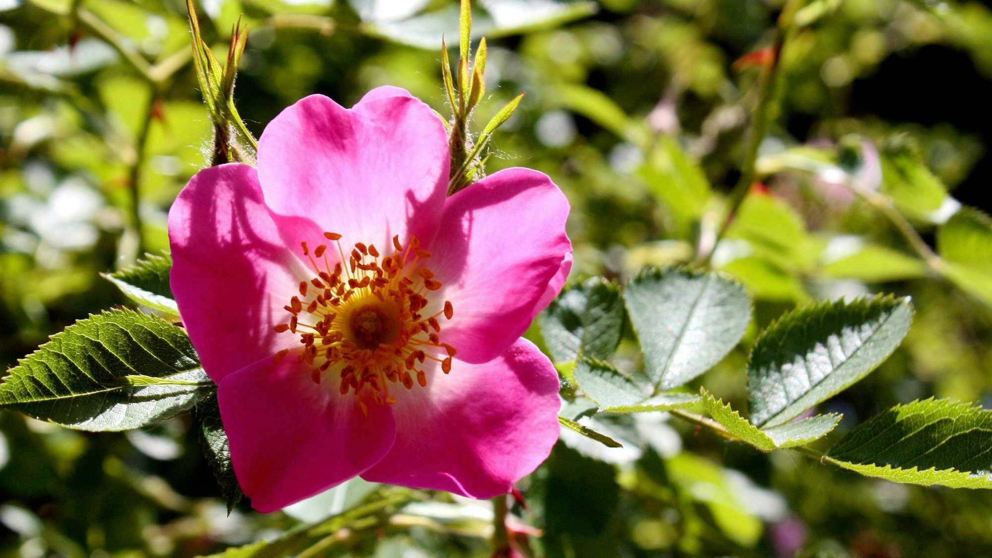 Eine rosafarbene Wildrosenblüte in Nahaufnahme.