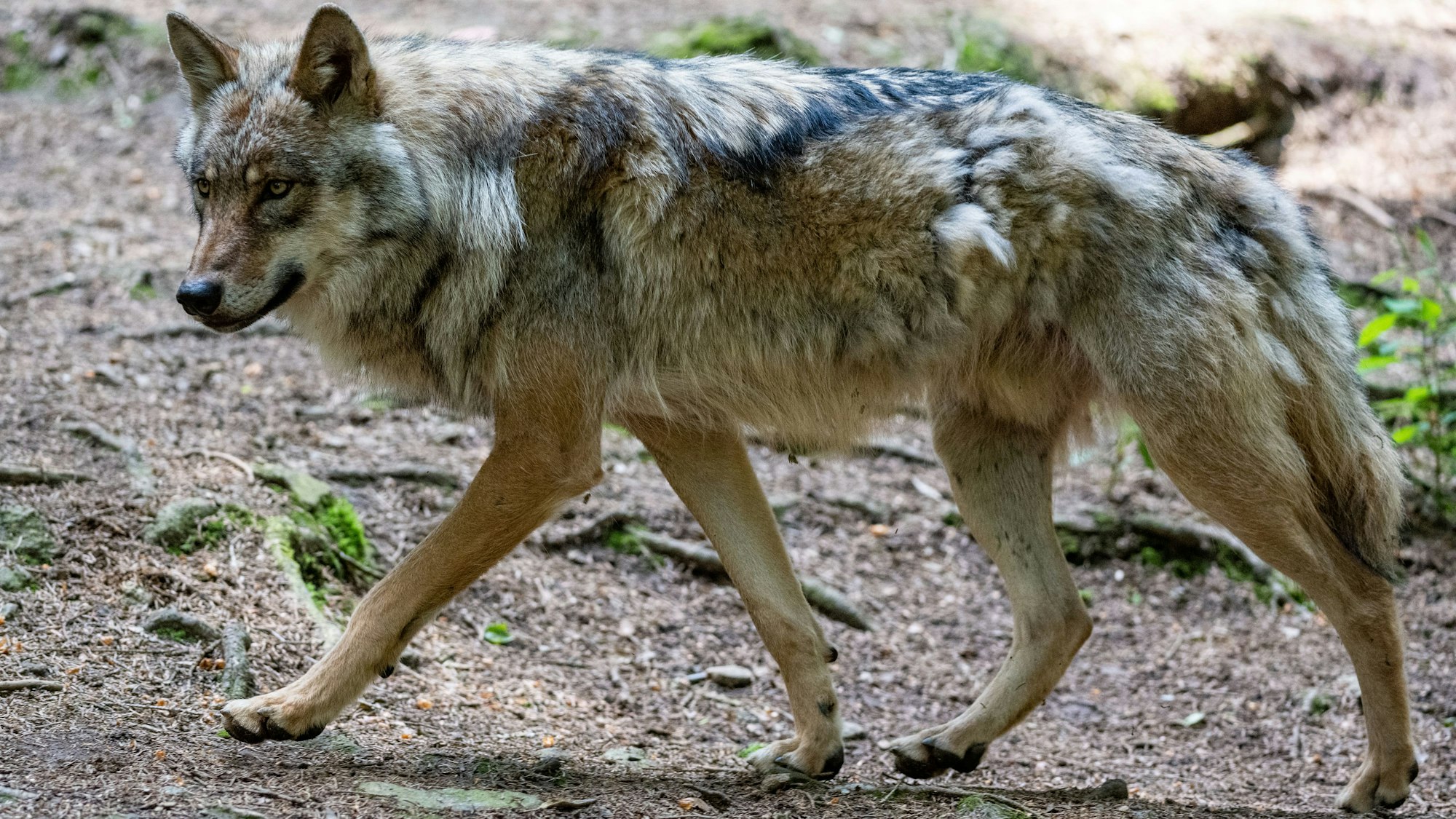 Ein Wolf spaziert im Bayerwald-Tierpark in Lohberg durch das Gehege.