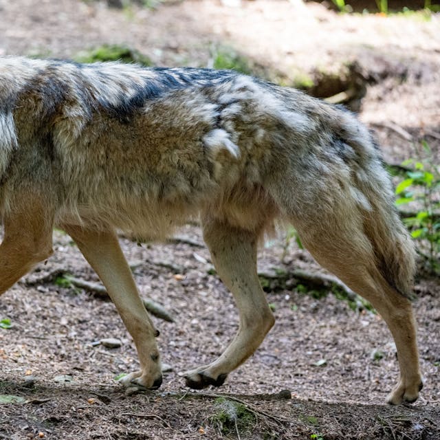 Ein Wolf spaziert im Bayerwald-Tierpark in Lohberg durch das Gehege.