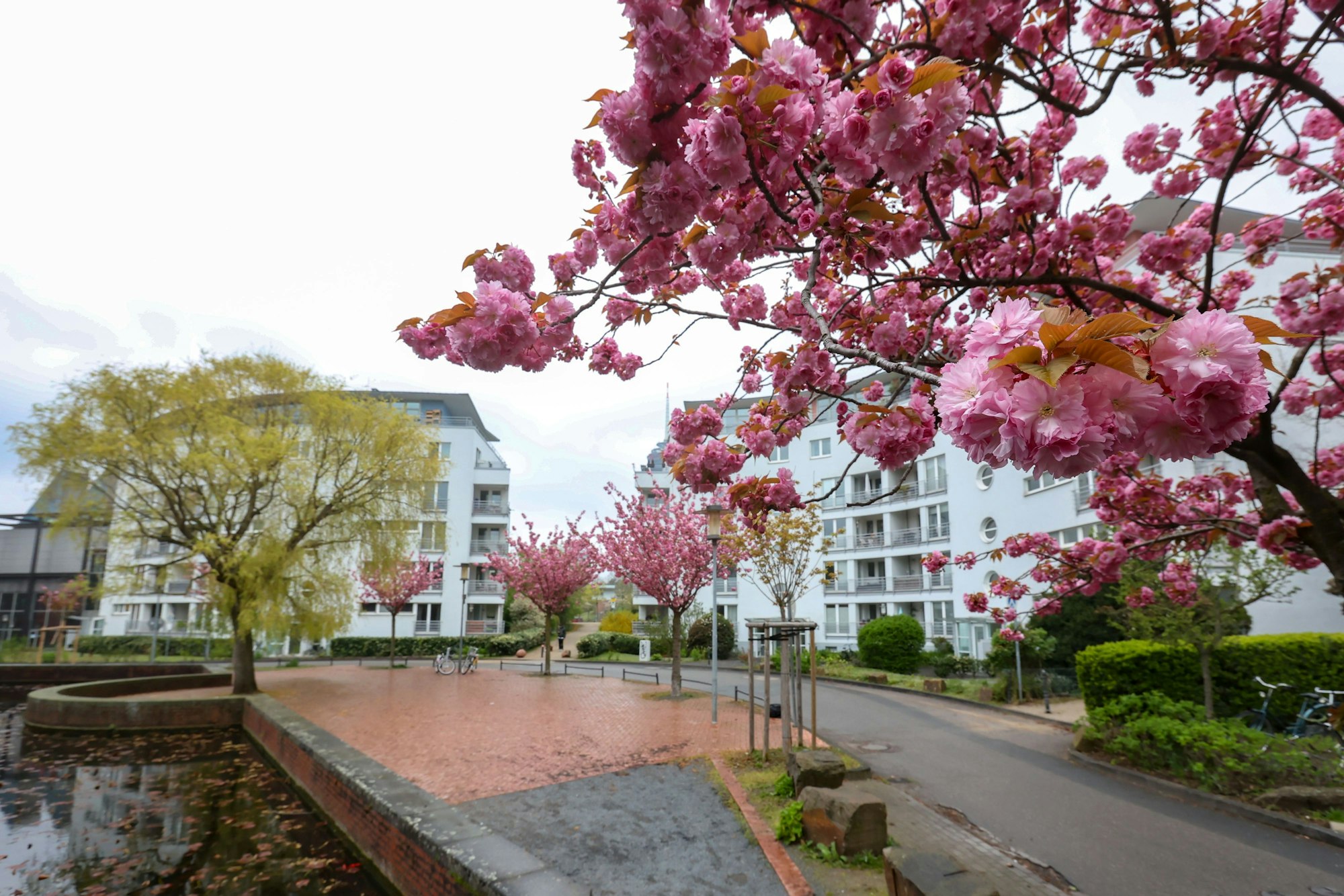 Kirschblüten in der Straße 
im Mediapark am Mediapark
