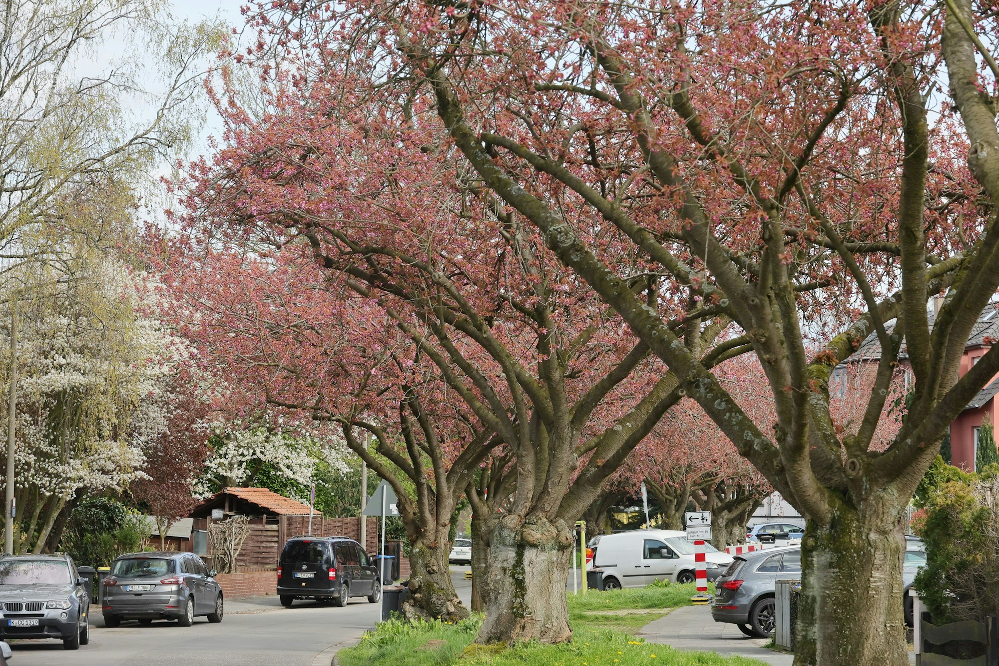 Blühende Kirschbäume unweit der Kreuzung Grüner Weg/Am Kliepesch