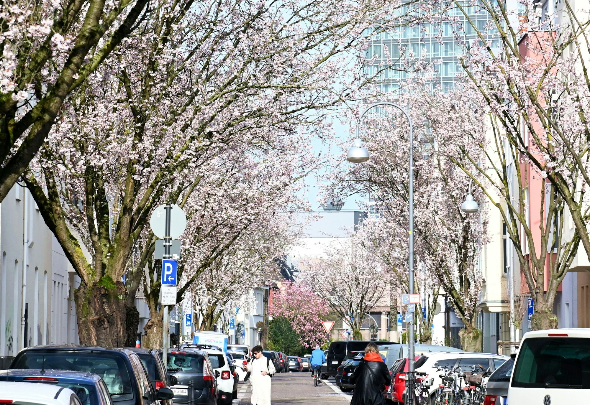 blühende Kirschbäume mit parkenden Autos am Straßenrand