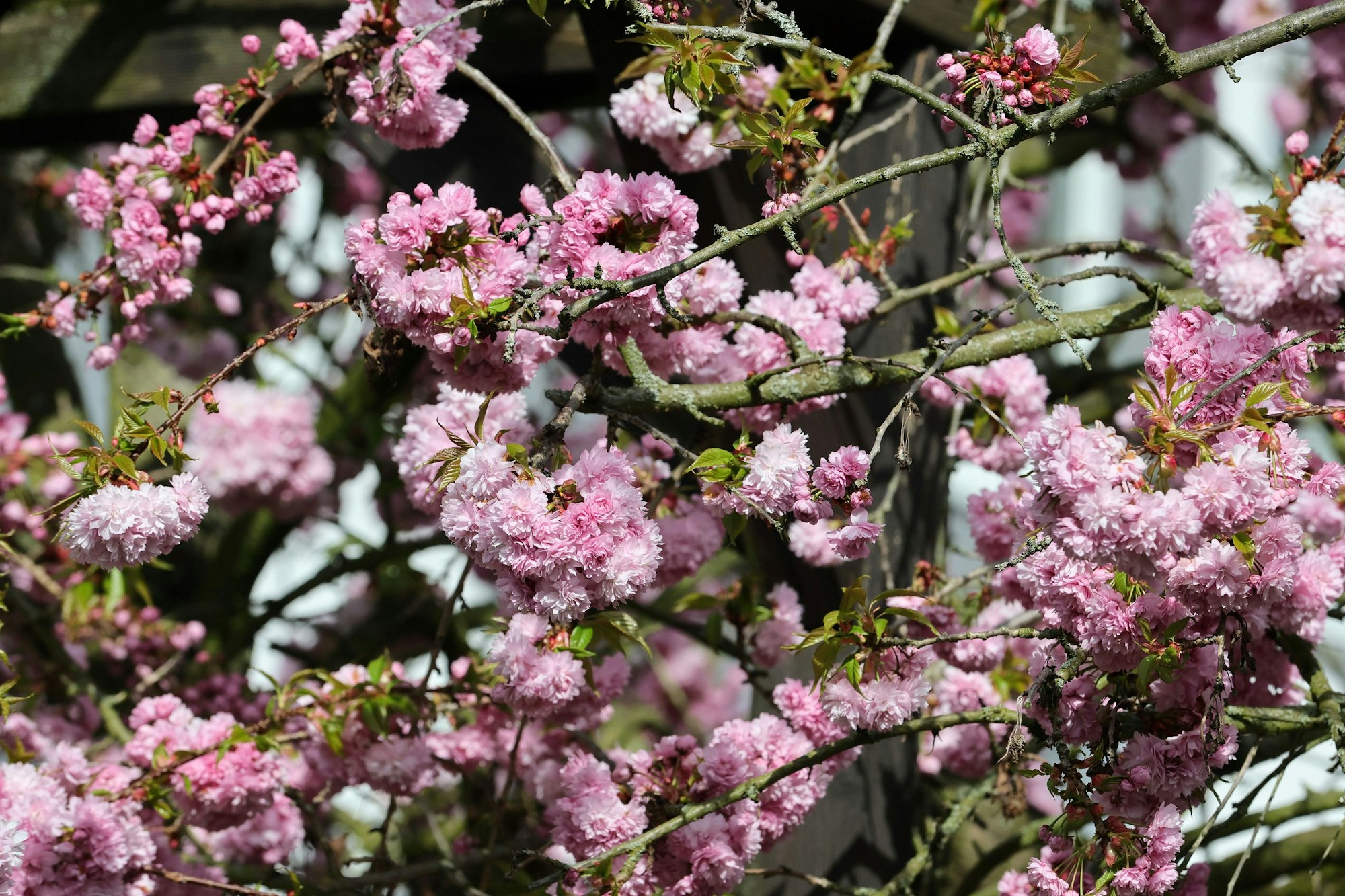 Blüten von Kirschbäumen in Nahaufnahme