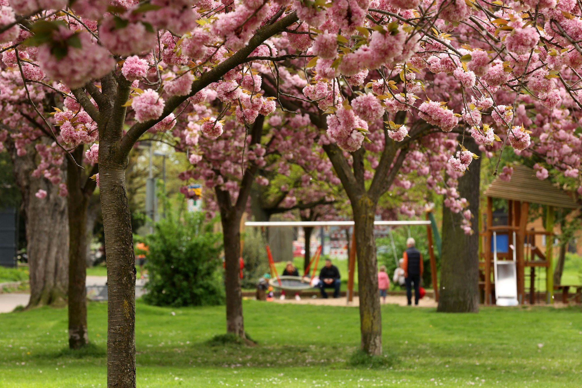 Vier Kirschblütenbäume im Fokus, im Hintergrund ist ein Spielplatz