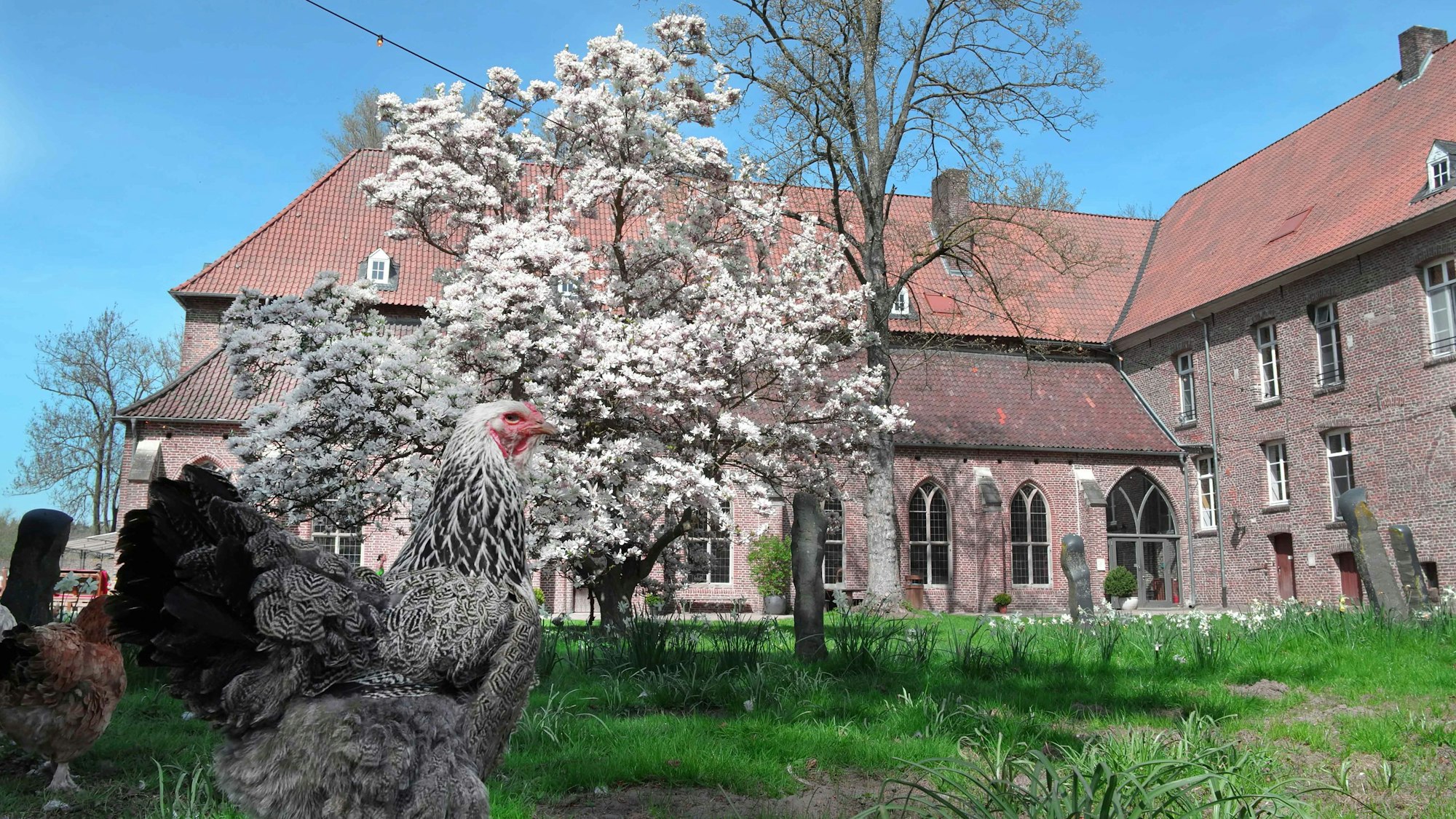 Kloster Graefenthal am Niederrhein mit Magnolienbaum