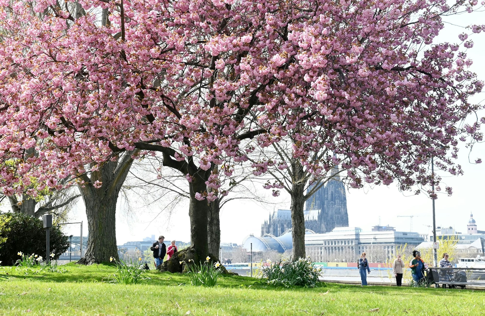 Blühende Kirschbäume vor dem Rheinufer