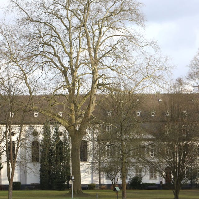 Ein weißes, historisches Gebäude mit einem kleinen Kirchturm steht hinter hohen Bäumen.