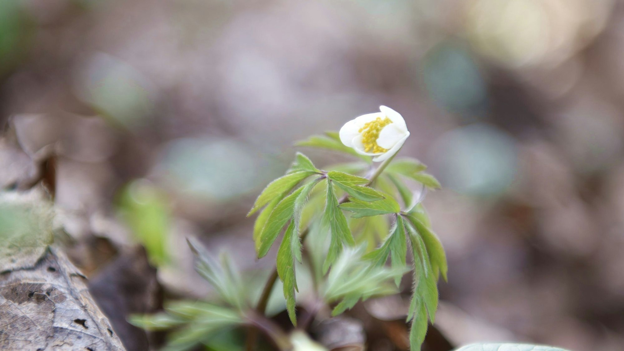 Eine weiße Blume blüht auf Waldboden.
