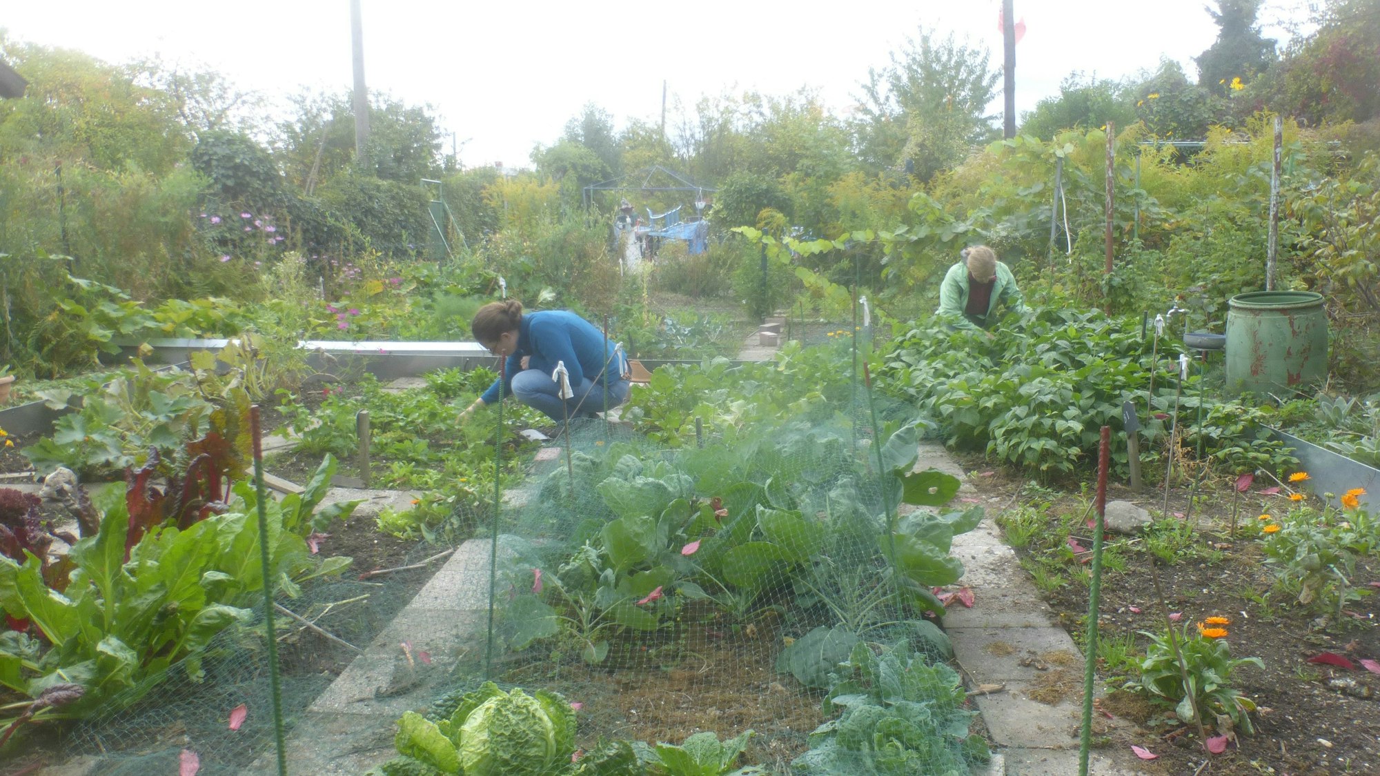 Zwei Frauen arbeiten hockend in einem Gemüsebeet