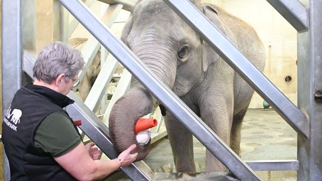 Eine Tierpflegerin trainiert einen Elefanten beim „Medical Training“.&nbsp;