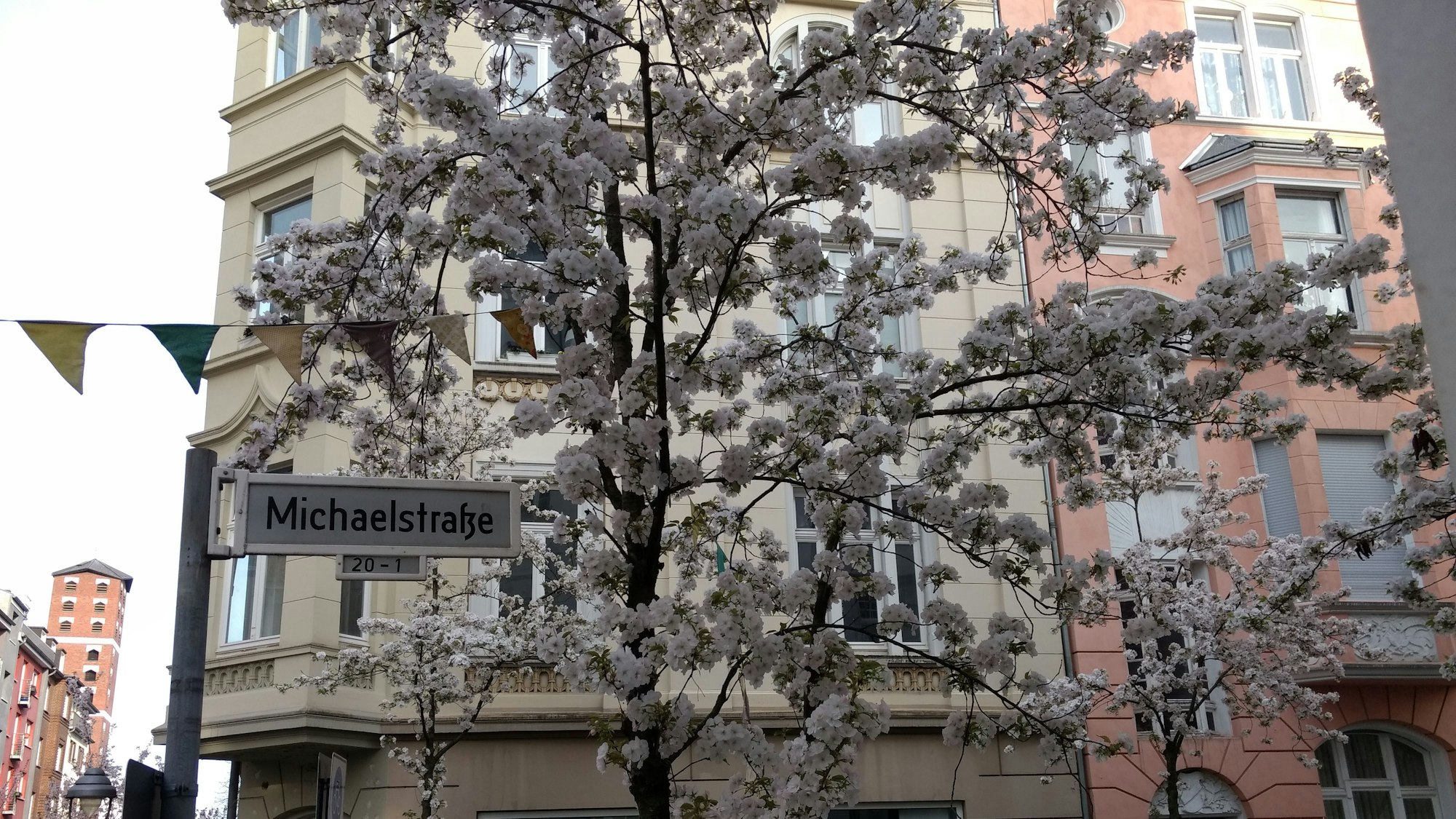 In der Bonner Michaelstraße blüht die weiße Zierkirschenblüte bereits.