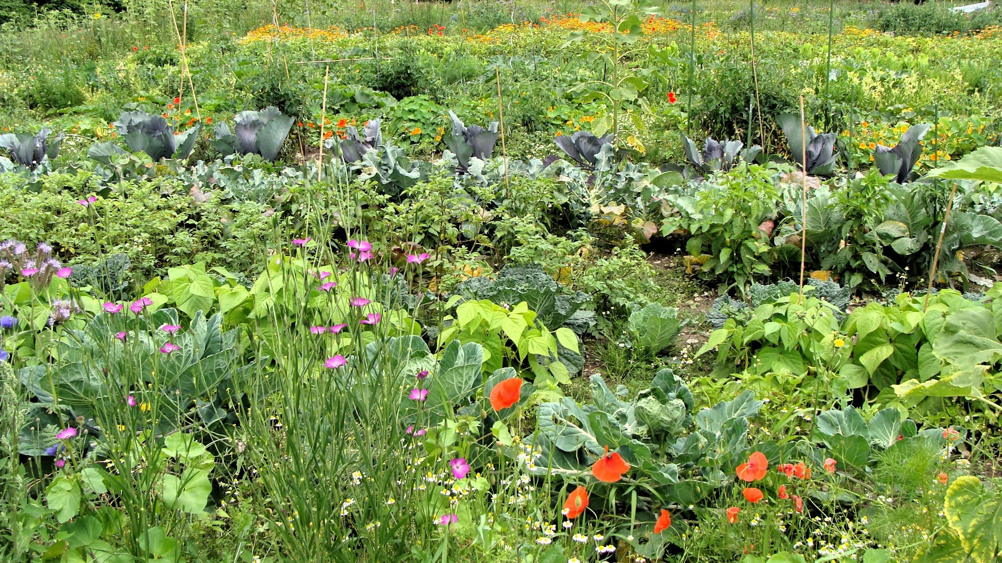 Eine Gemüseparzelle von Gartenglück, auf der verschiedene Pflanzen und Gemüsearten wachsen.