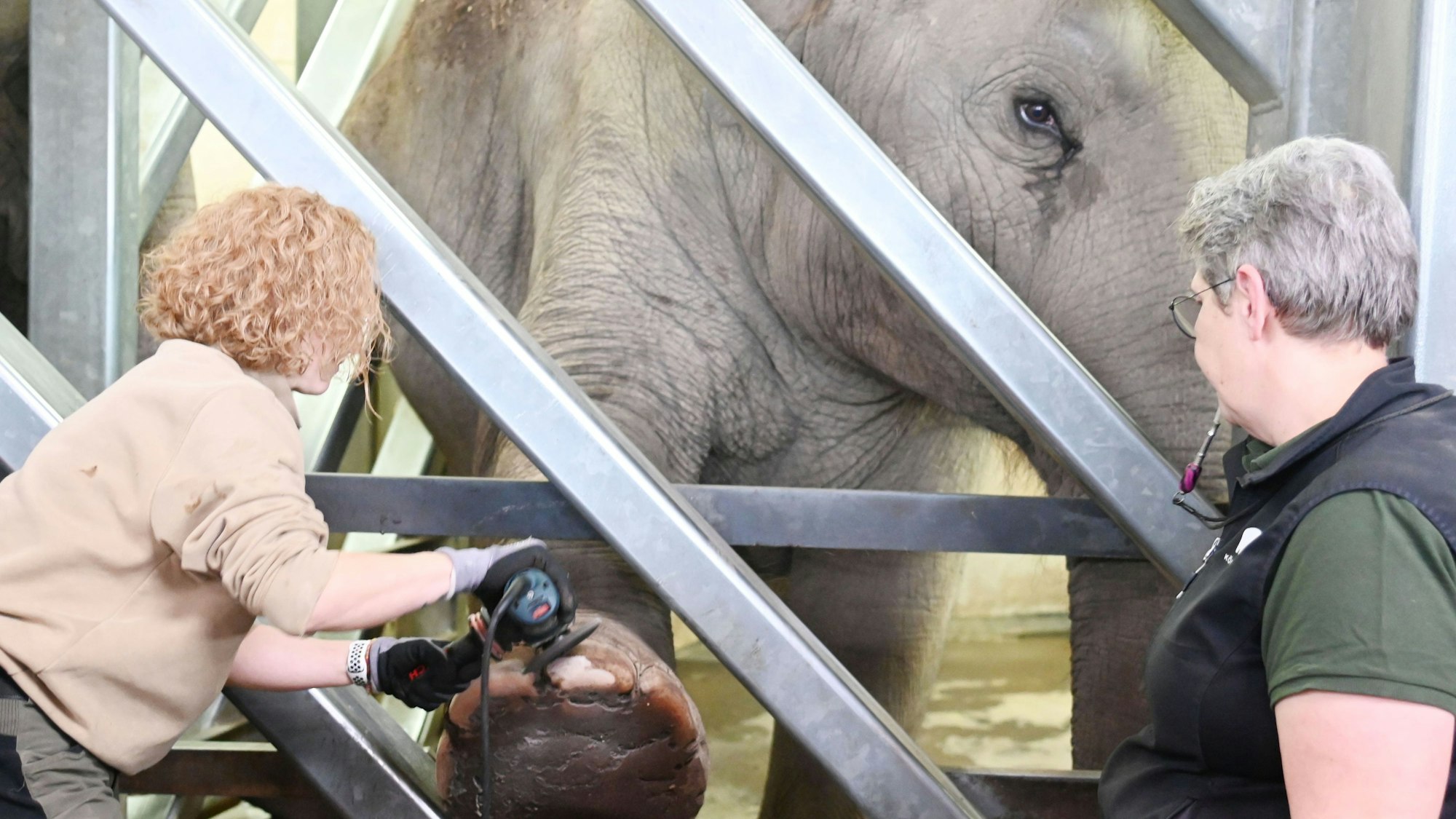 Tierpflegerinnen Ingrid Wallner und Hannah Korres führen das Medical Training der Elefanten durch.