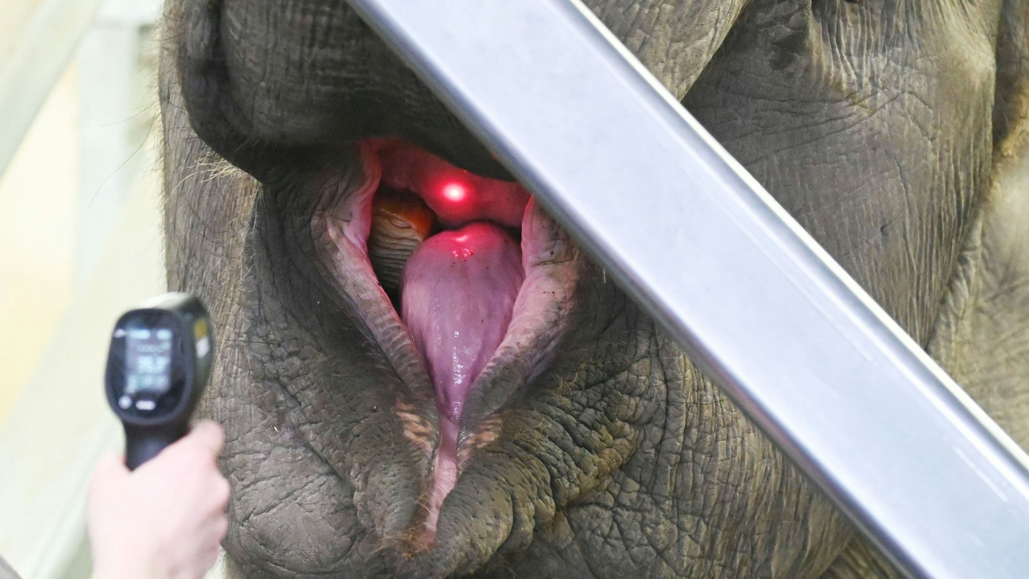Ein Elefant öffnet den Mund für die Pflege, ein Messgerät leuchtet hinein.
