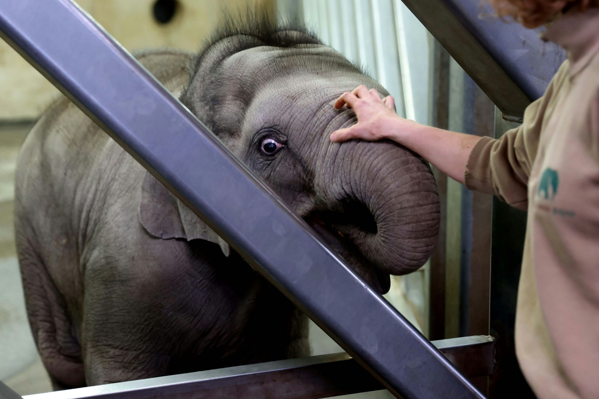 Elefanten-Pflege im Kölner Zoo