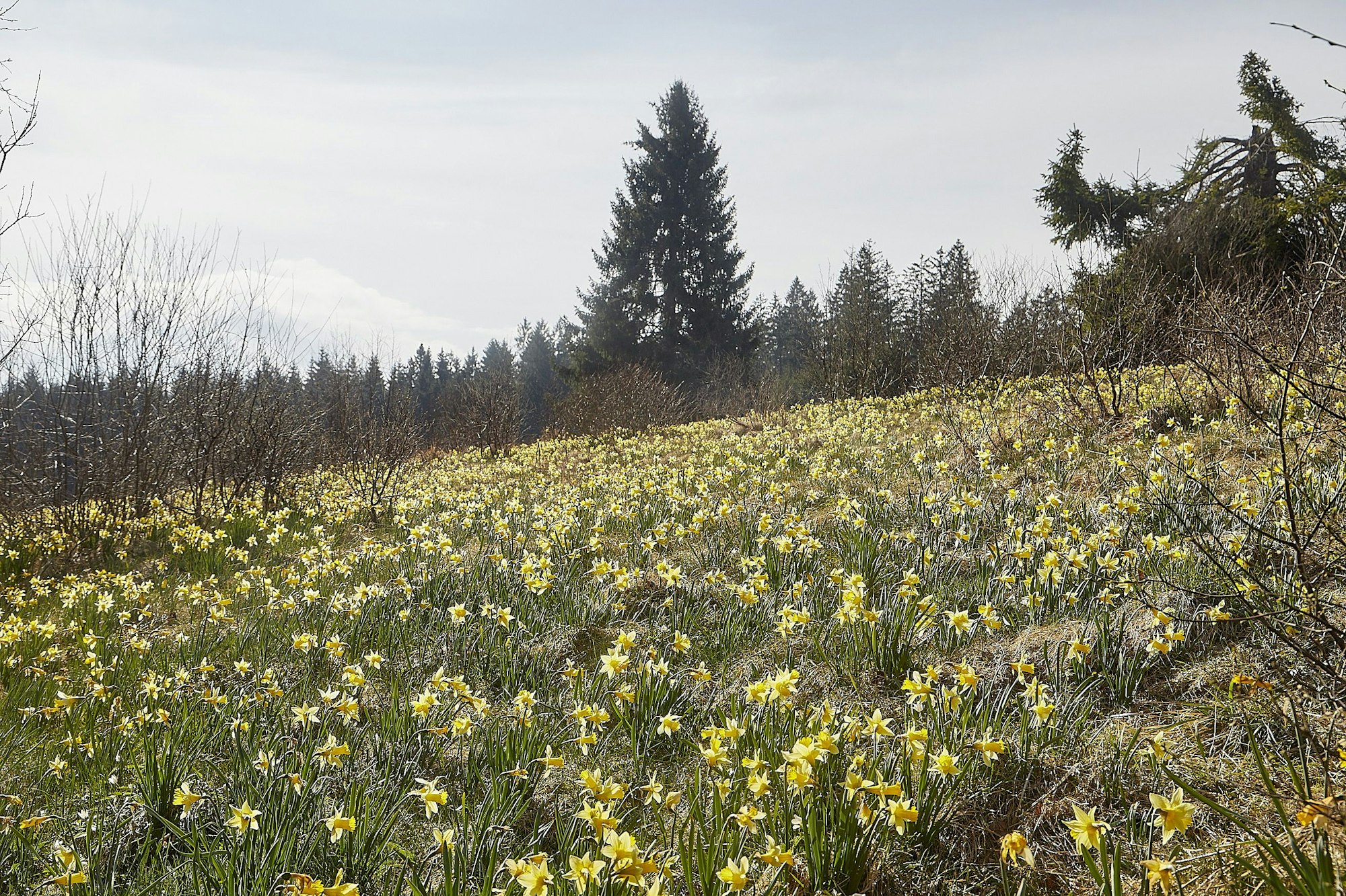 Millionen wilde Narzissen blühen jedes Jahr in der Eifel unter anderem im oberen Oleftal in Hellenthal.