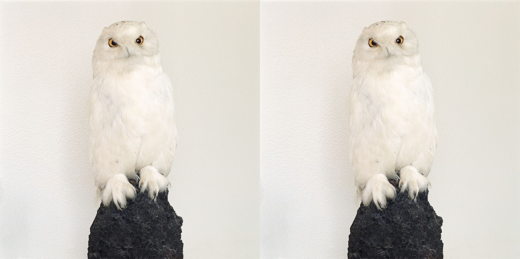 Roni Horn liebt Bilderpaare, bei denen man nicht weiß, ob sie das Gleiche oder verschiedene Sachen zeigen: „Dead Owl“ aus dem Jahr 1997.