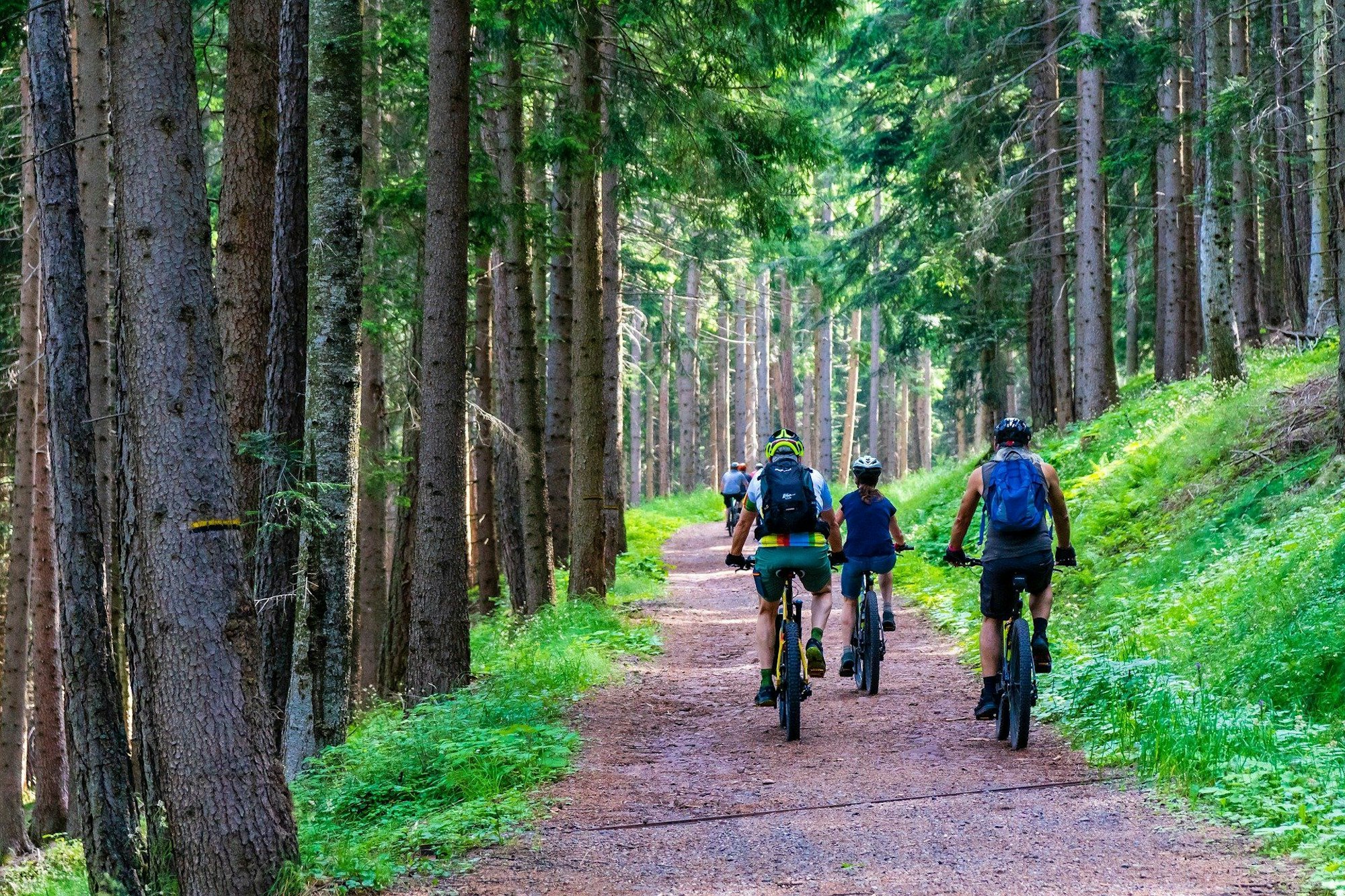 Fahrradfahrer auf E-Bikes im Wald.