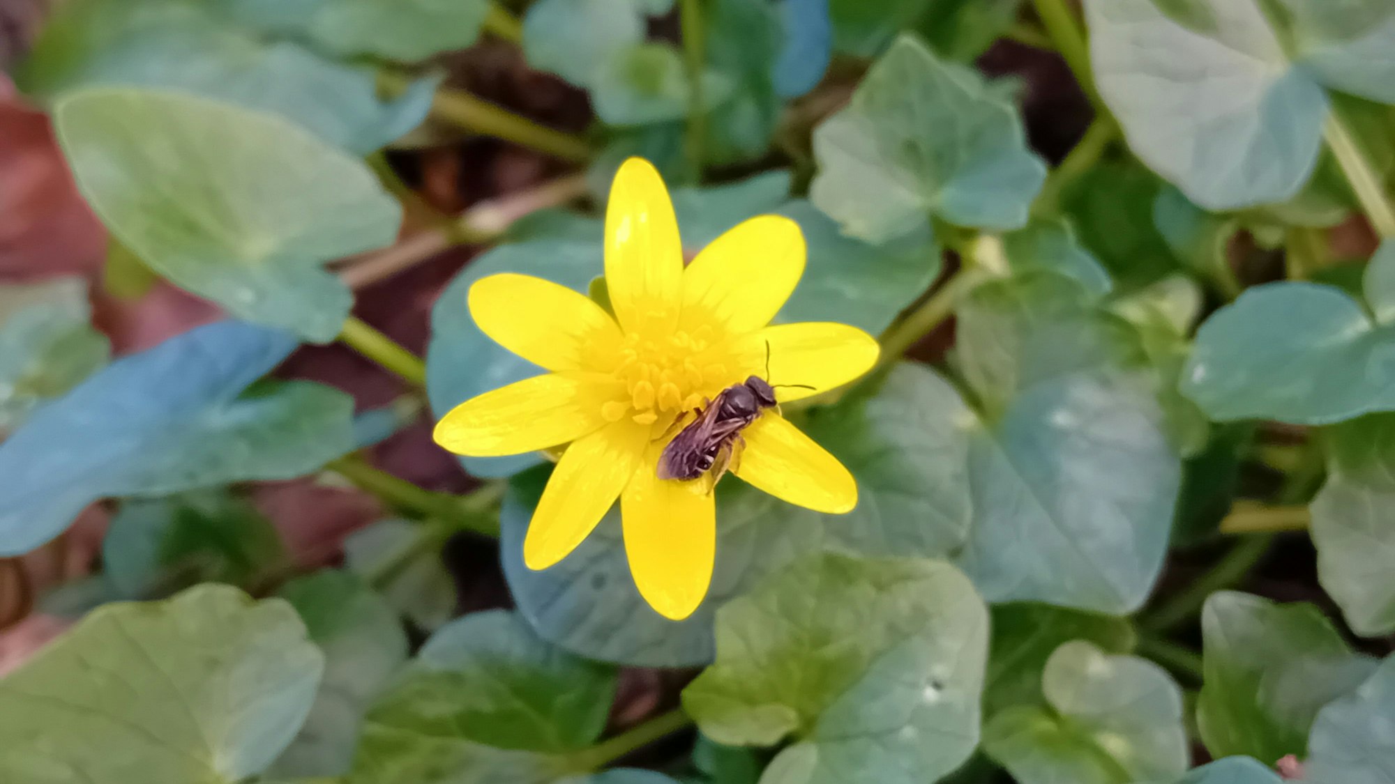 Eine Wildbiene sitzt auf einem gelben Blümchen.