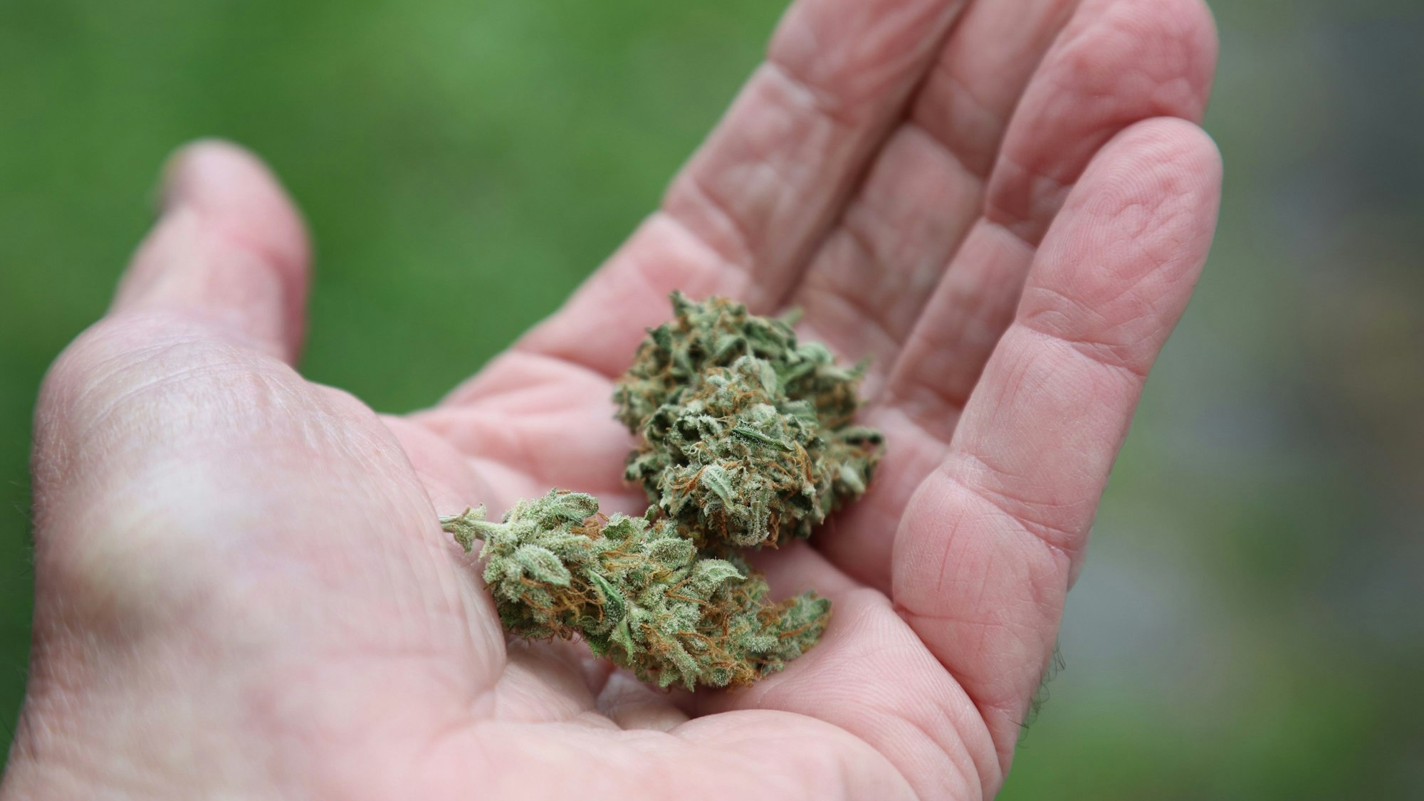 Eine Hand hält getrocknete Cannabis-Blüten.