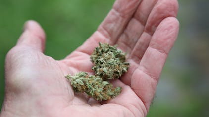 Eine Hand hält getrocknete Cannabis-Blüten.