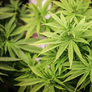 Cannabispflanzen (ca. 4 Wochen alt) in ihrer Wachstumsphase stehen unter künstlicher Beleuchtung in einem Privatraum. Aus der Cannabis-Pflanze werden Haschisch und Marihuana hergestellt.