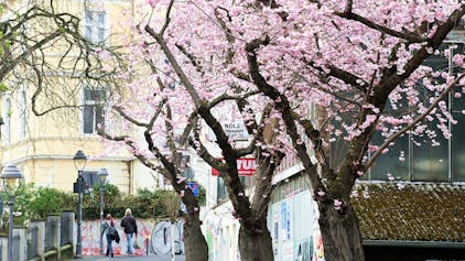 Auf der Maxstraße in der Altstadt blühen die ersten Kirschbäume.
