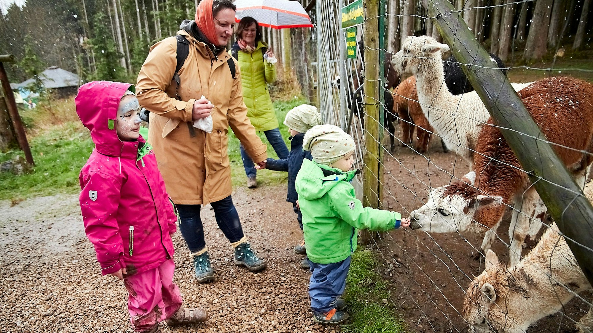 Kinder stehen mit ihren Eltern am Zaun und füttern Alpakas.