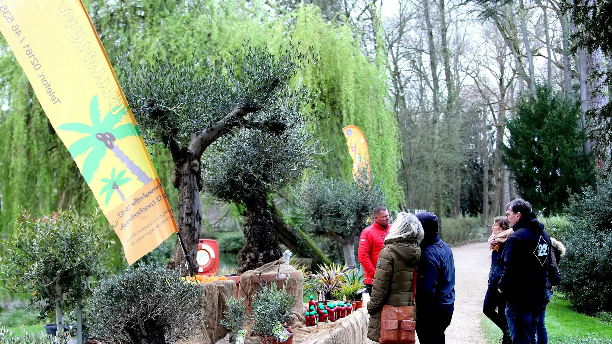 Besucher bestaunen einen hochgewachsenen Olivenbaum.