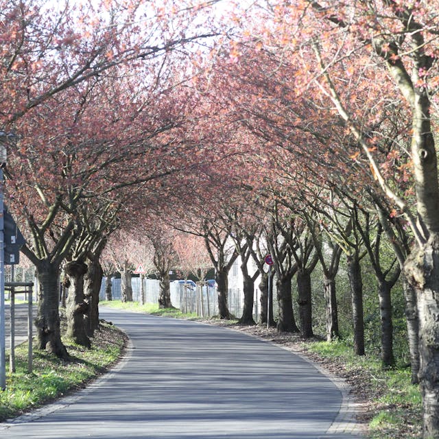 In den Startlöchern stehen die Blüten an den 83 Kirschblüten-Bäumen an der Premnitzer Straße in Lülsdorf.